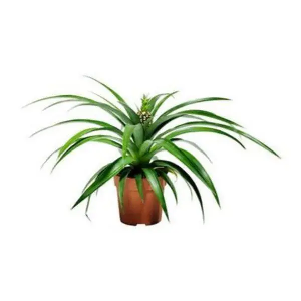 Potted Pineapple Plant – Ananas Comosus Ornamental Specimen 1